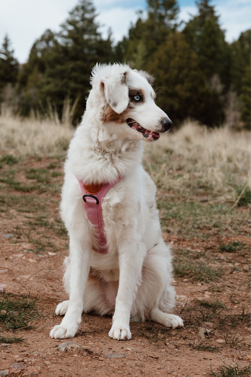 Perfect Aussie Puppy (9 months old)