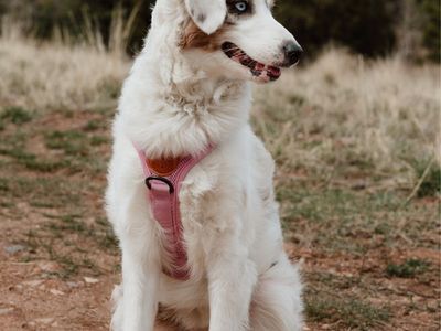 Perfect Aussie Puppy (9 months old)
