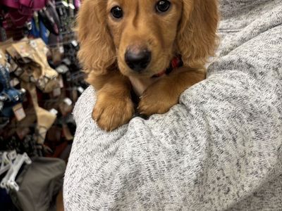Dachshund Puppy