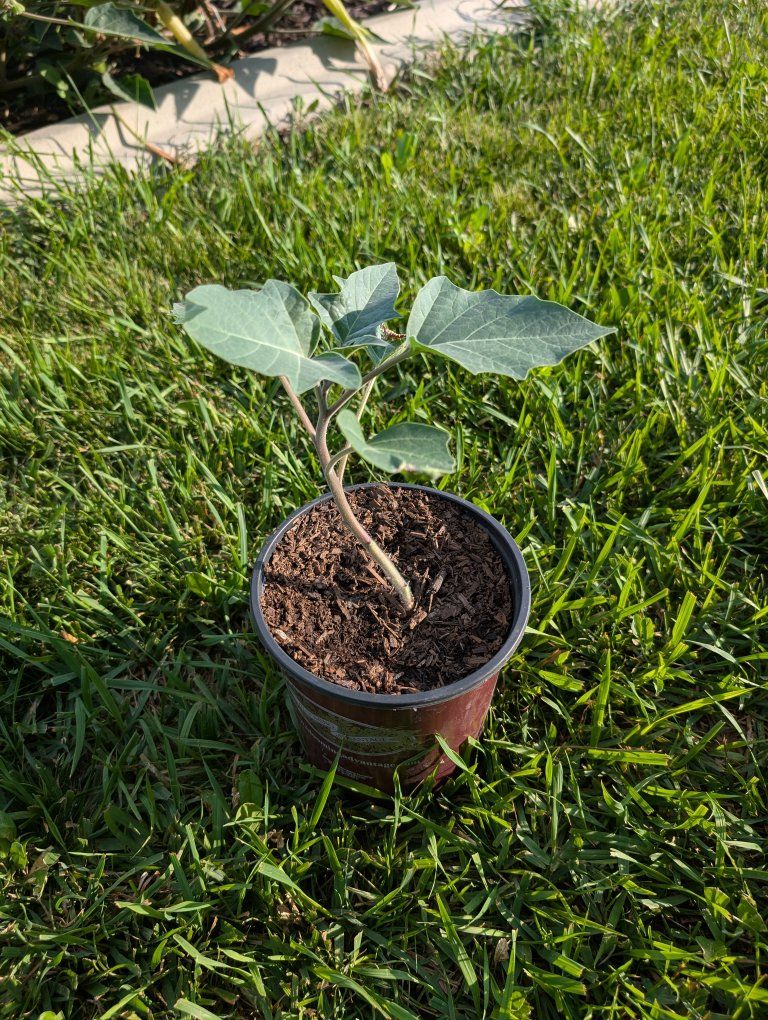 Sacred Datura