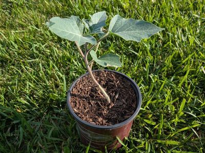 Sacred Datura