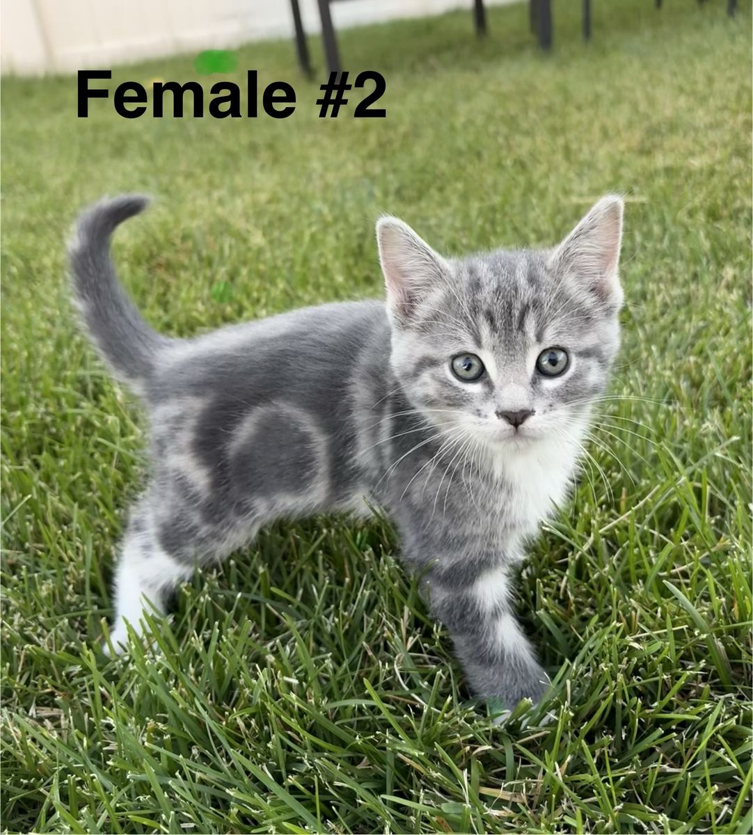 3 adorable kittens left!