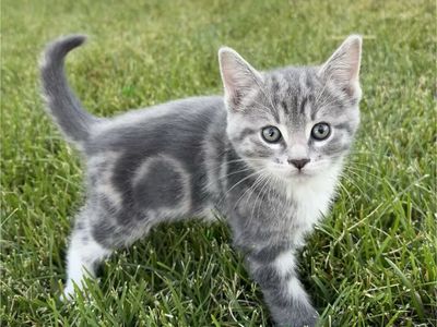 3 adorable kittens left!