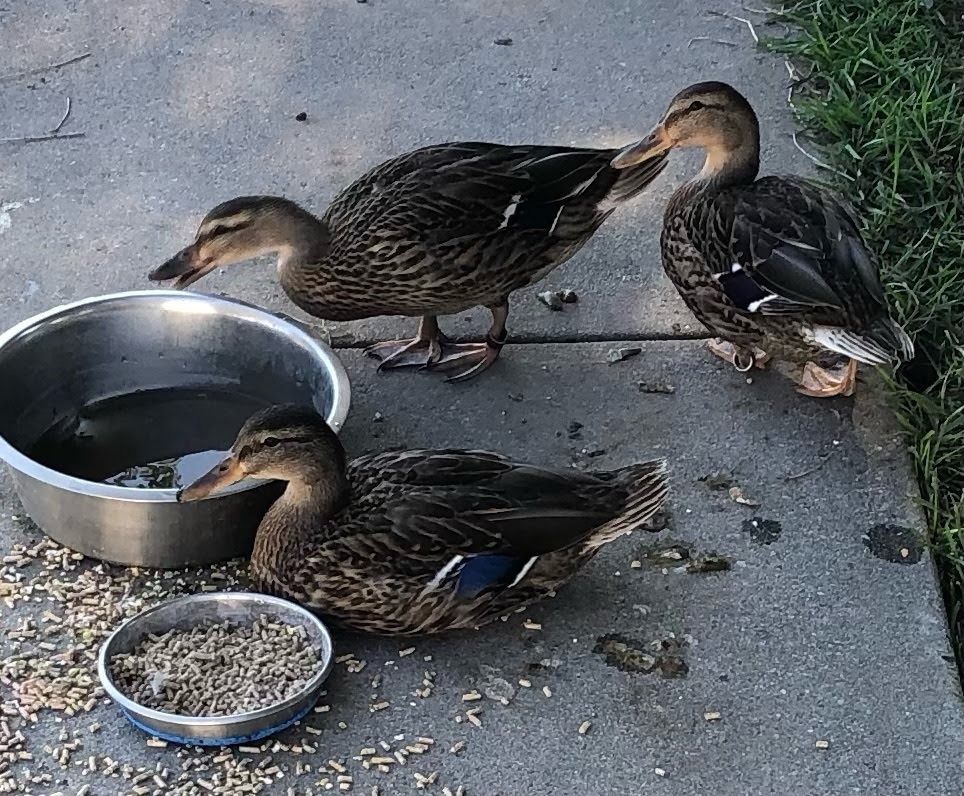 Vanilla, Latte and Spice the Duck Trio