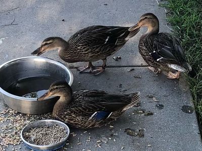 Vanilla, Latte and Spice the Duck Trio