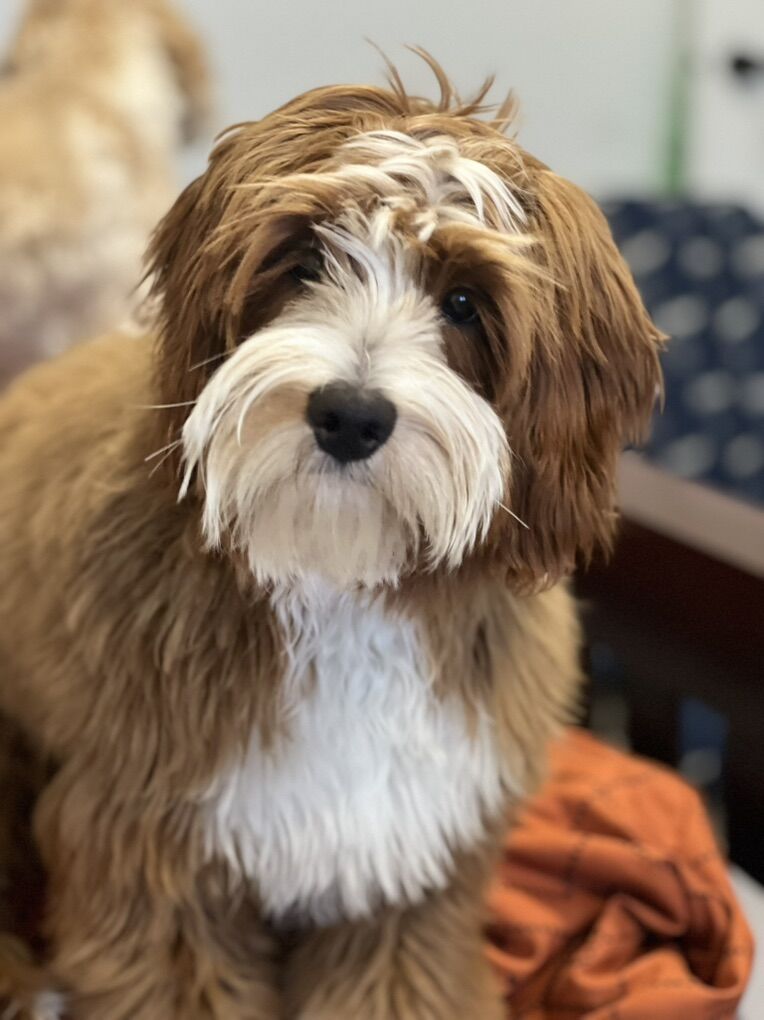 Mini Goldendoodle Stud
