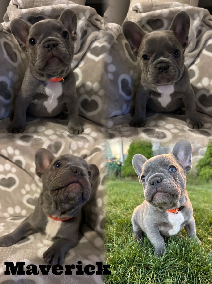 AKC French Bulldog Puppies Blue Frenchie Available