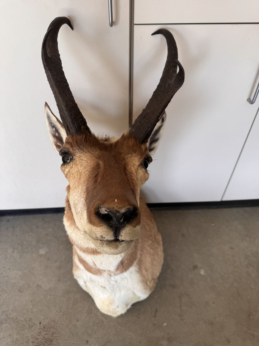 Pronghorn Antelope Head