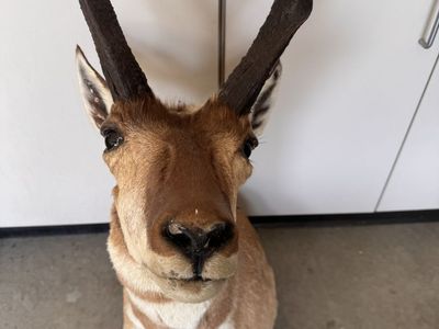 Pronghorn Antelope Head