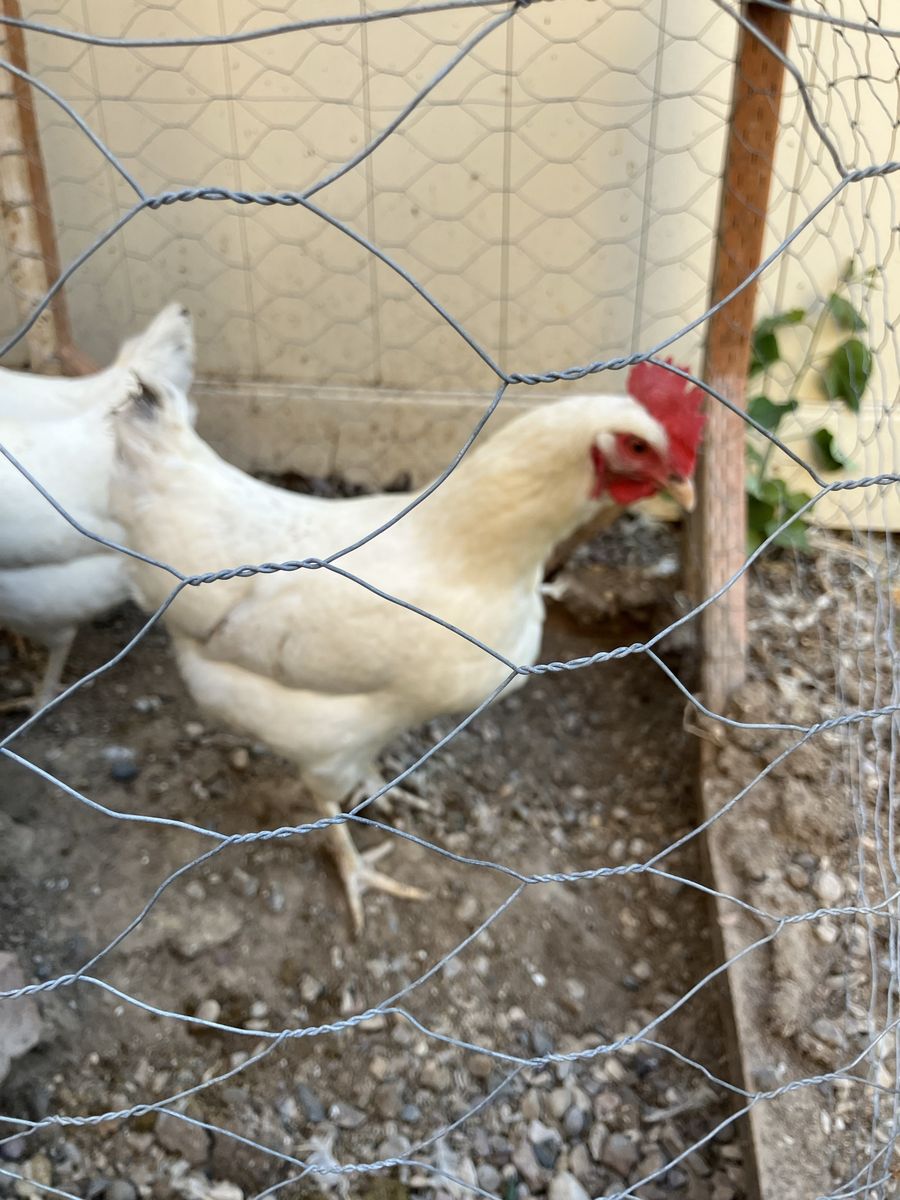 Egg laying hens