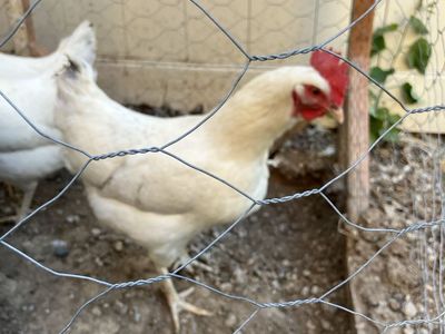 Egg laying hens