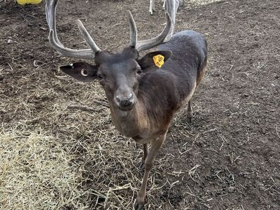 Fallow Deer - Bucks & Does for Breeding Stock or Custom Hunts