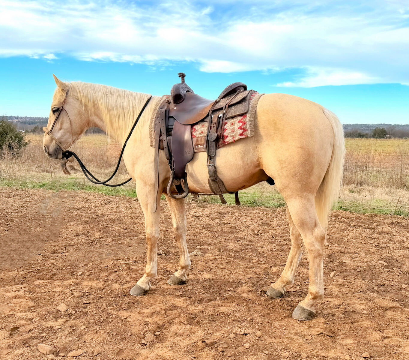 AQHA Gelding Fancy Broke and Gentle