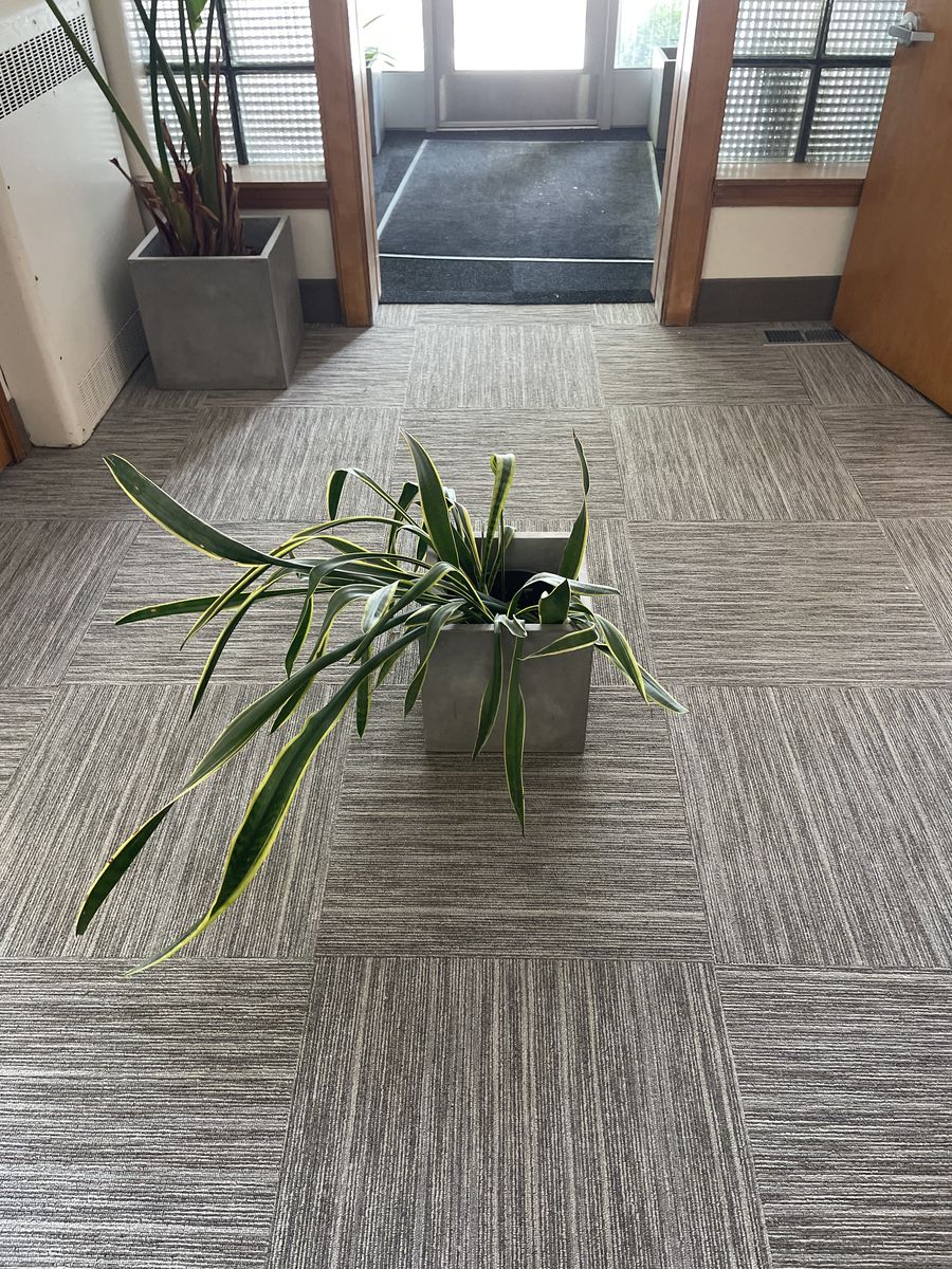 Snake Plant