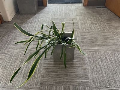 Snake Plant