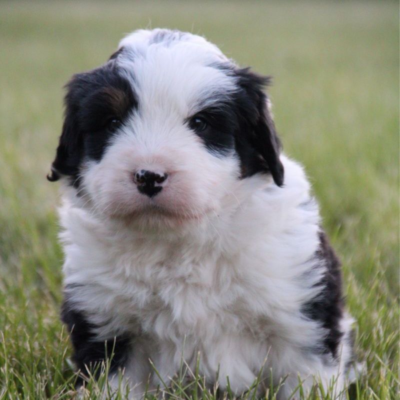 Shaggy Bernese Mountain Dogs