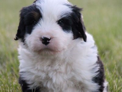 Shaggy Bernese Mountain Dogs