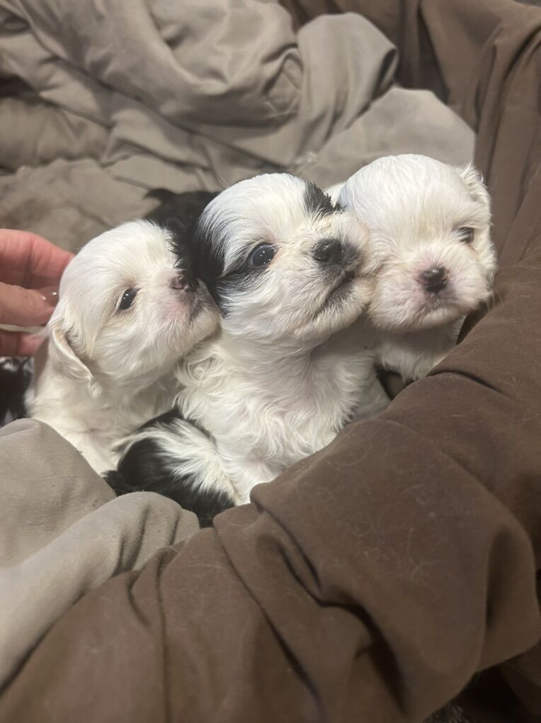 Purebred Shih Tzu Puppies