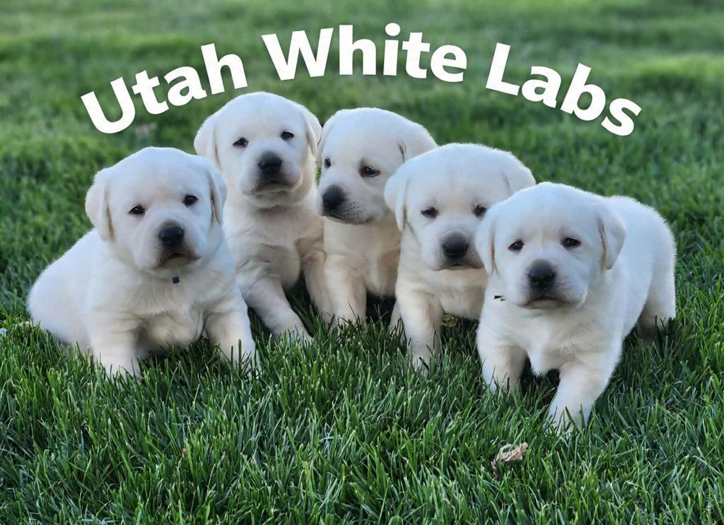 AKC English Labrador Retriever / Lab Puppies Ch sired