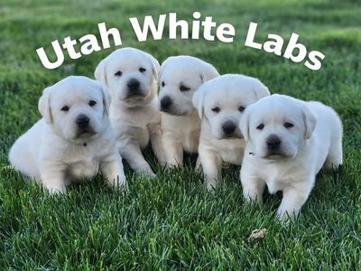 AKC English Labrador Retriever / Lab Puppies Ch sired