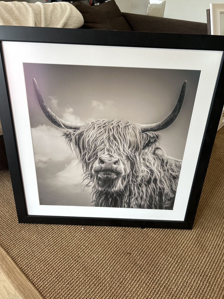 Highland Cow Print