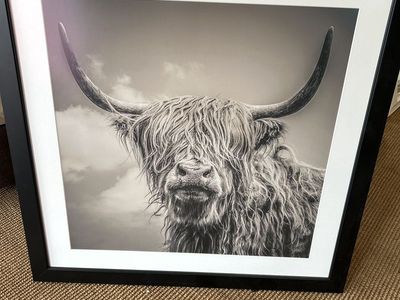 Highland Cow Print