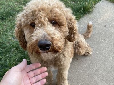 Moyen Poodle Guardian Opportunity