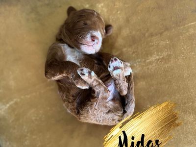 Irishdoodle Puppies - Guardian Homes Needed!