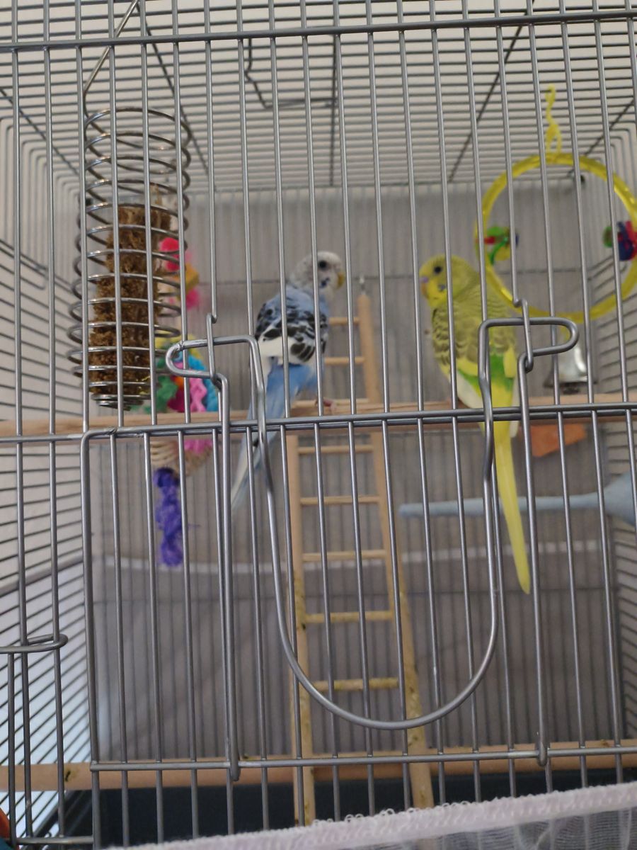 Parakeets for sale