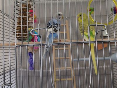 Parakeets for sale