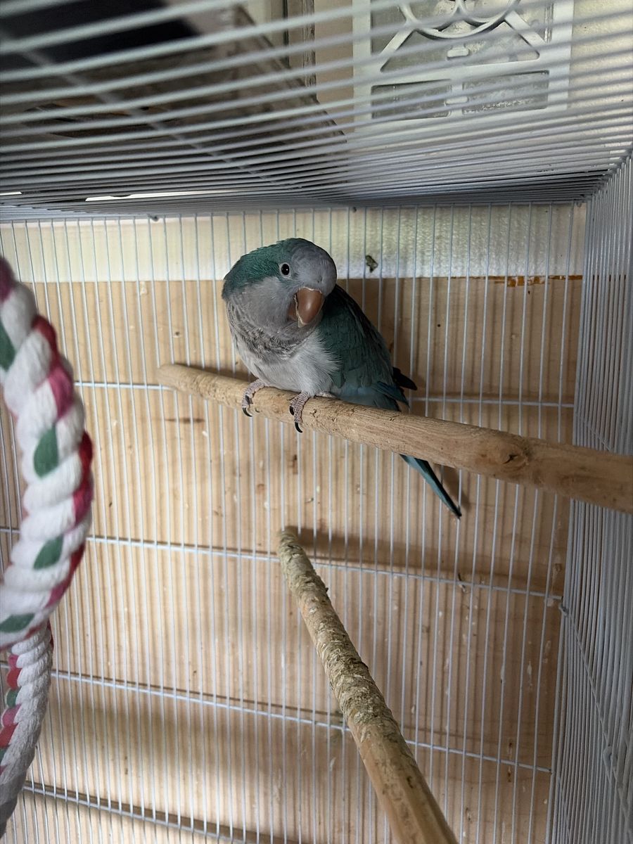 Blue Quaker