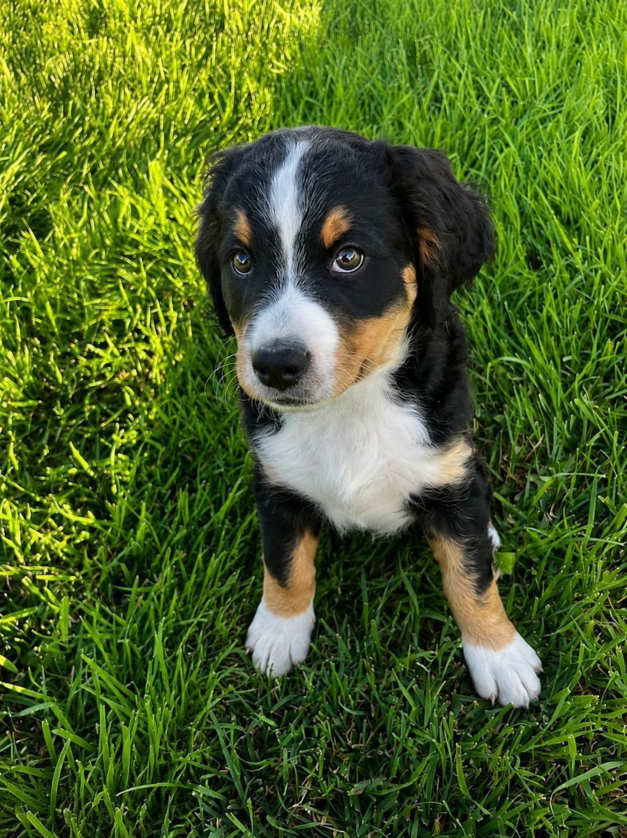 Reverse Bernedoodle Puppies 75% Bernese Mountain/25% Poodle. READY NOW- 8 Weeks old. 