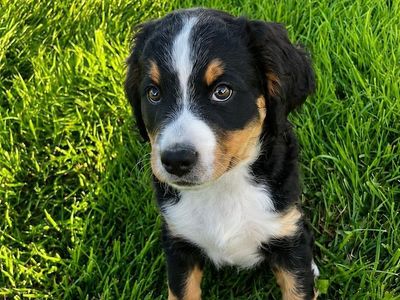 Reverse Bernedoodle Puppies 75% Bernese Mountain/25% Poodle. READY NOW- 8 Weeks old.