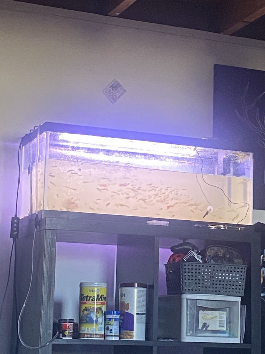 Fantail guppies pretty color