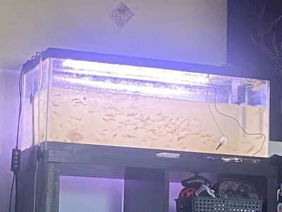 Fantail guppies pretty color