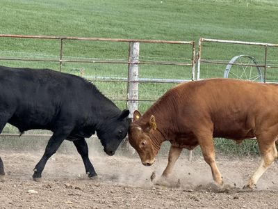In search of Cow hay