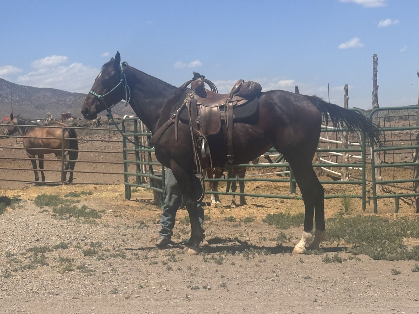 Big Thoroughbred Mare 4