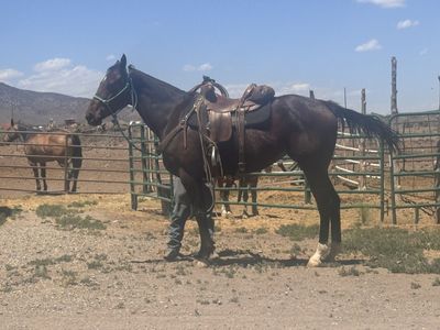 Big Thoroughbred Mare 4