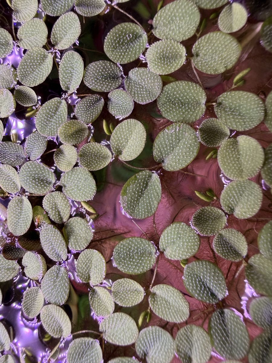 Salvinia minima