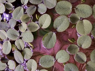 Salvinia minima