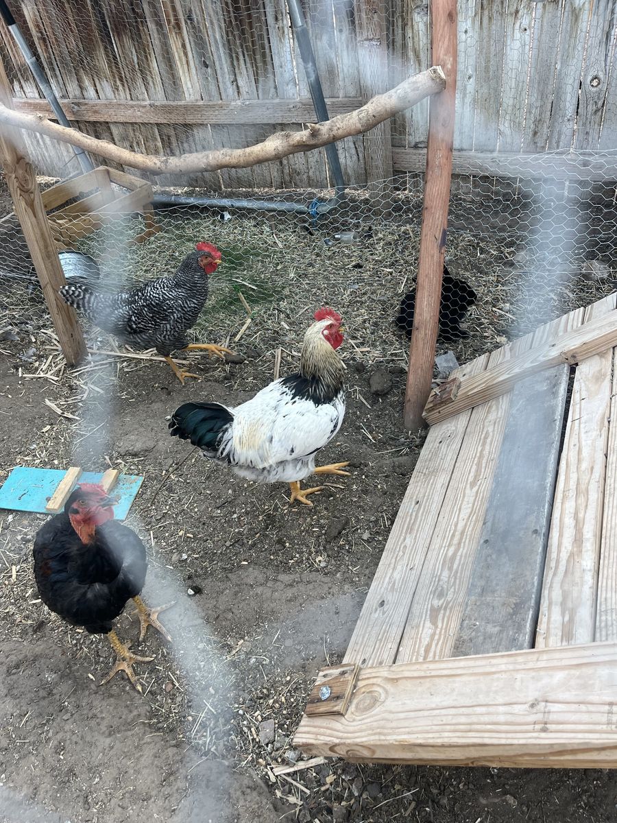3 Roosters (3 months old) - Free to Good Home