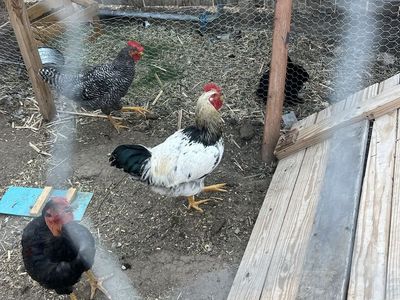3 Roosters (3 months old) - Free to Good Home