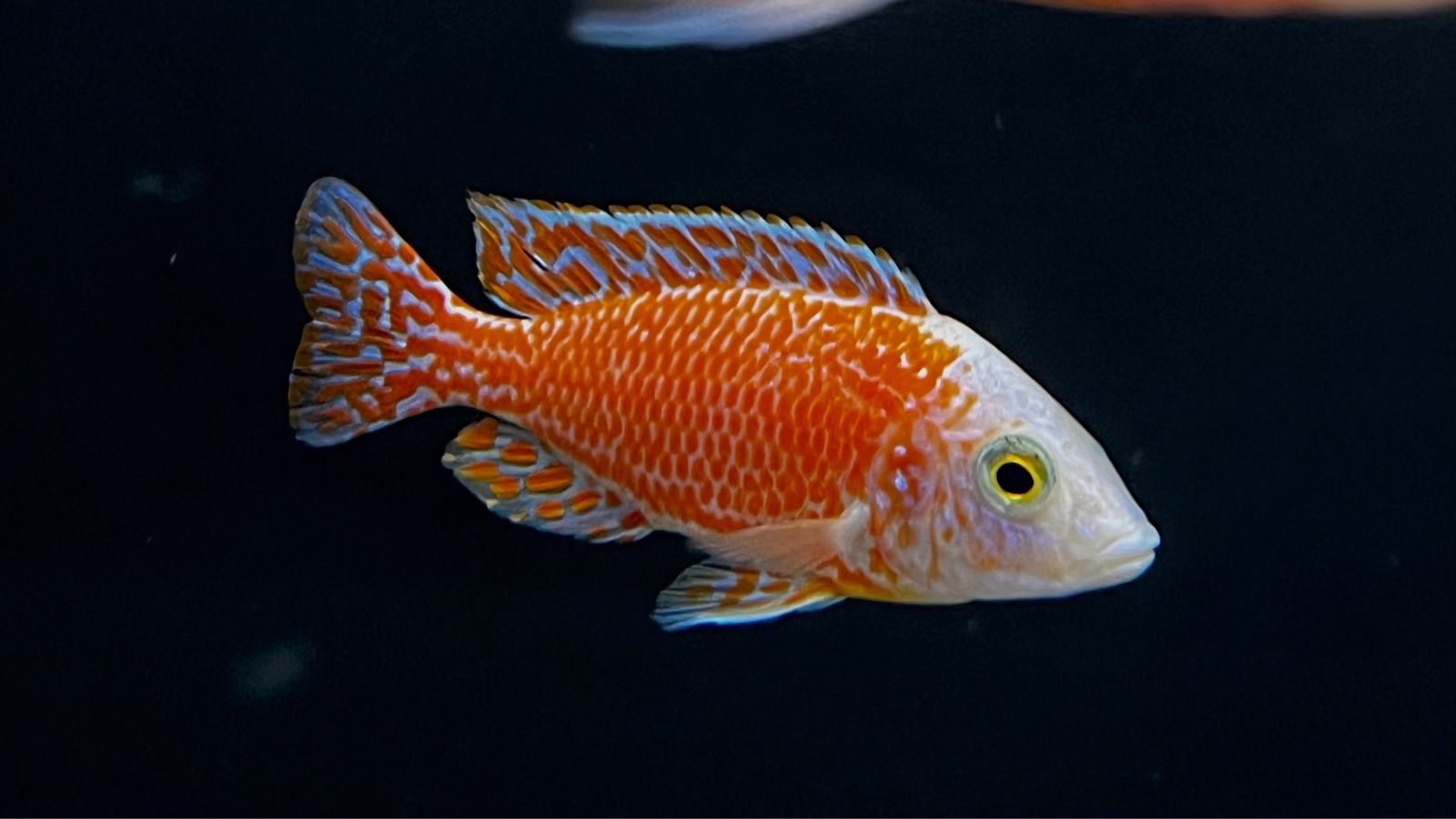Strawberry peacock