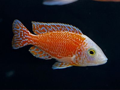 Strawberry peacock