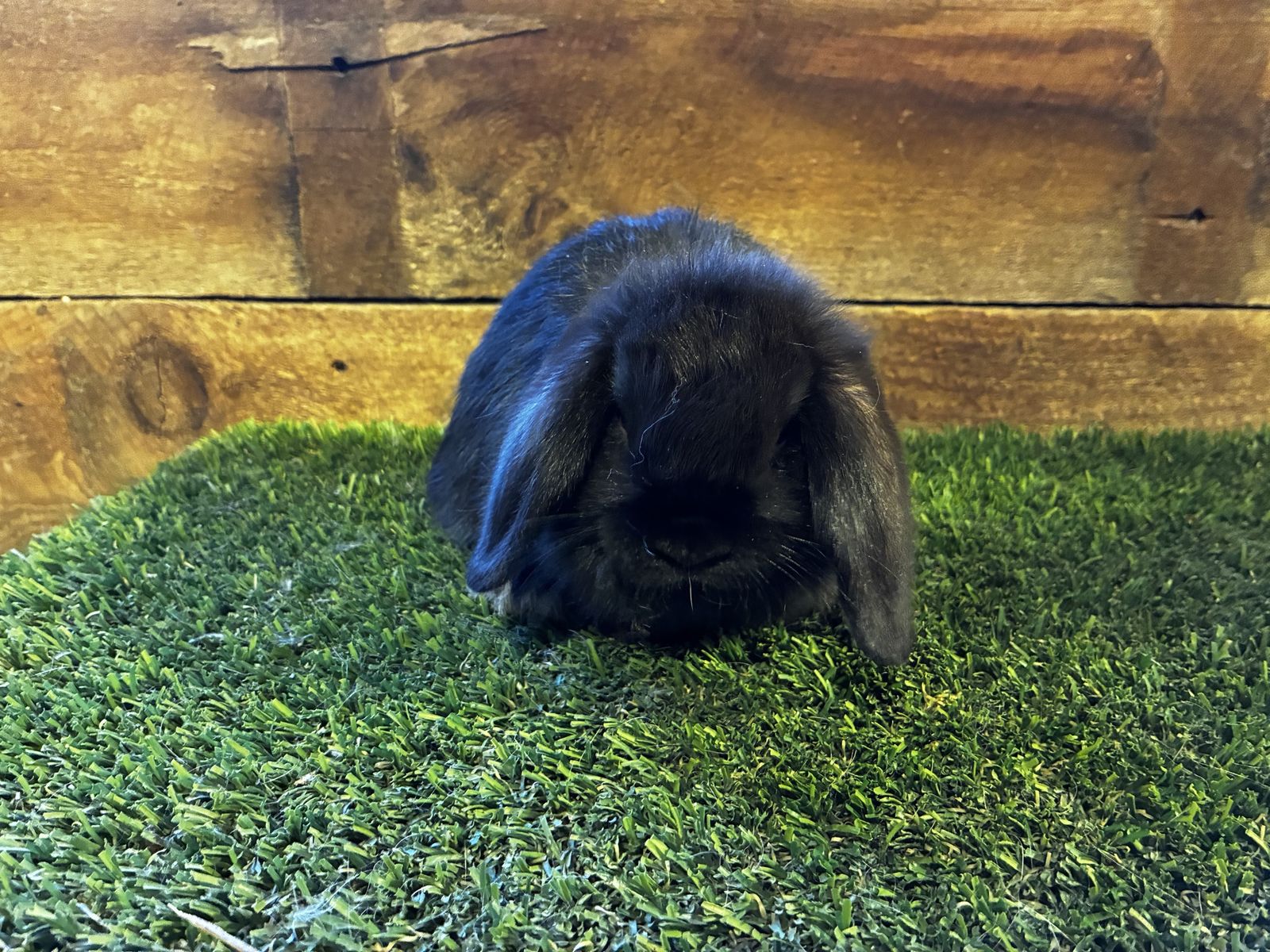 Purebred, Holland Lop Eared Bunny