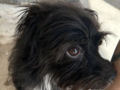 Nigel the Brussels Griffon