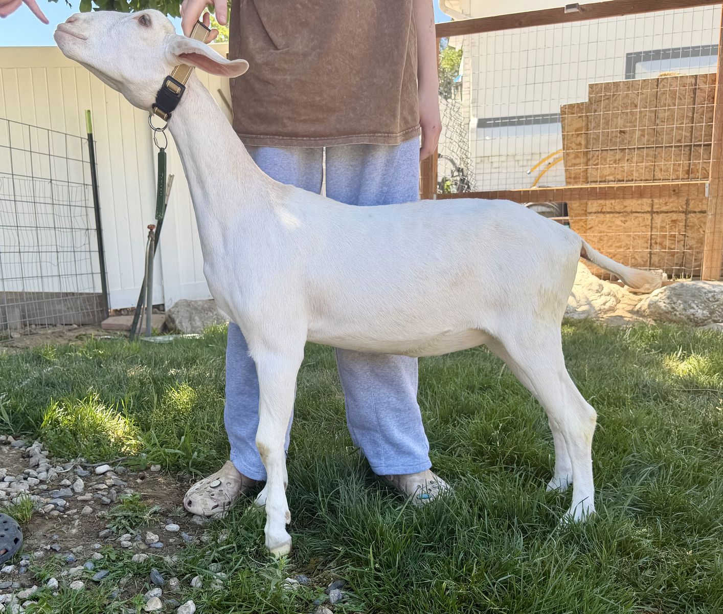 ADGA registered Dairy goat
