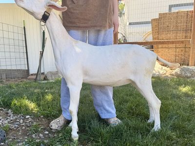 ADGA registered Dairy goat