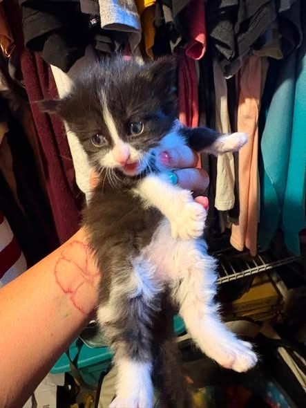 Kitties for Sale