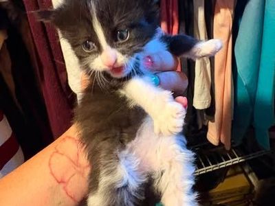 Kitties for Sale